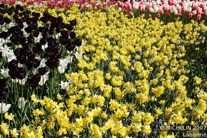 Fields of flowers at Keukenhof