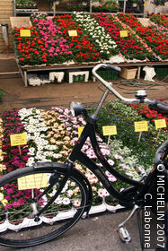 Flower Market (Bloemenmarkt)