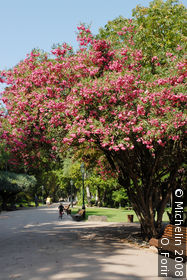 Da Estrela gardens