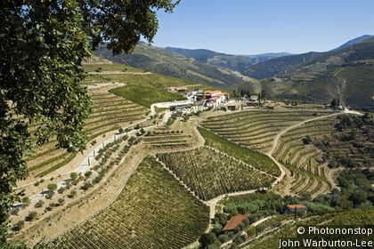 Porto Vineyards Route
