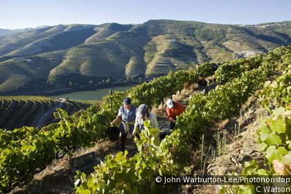 Porto Vineyards Route