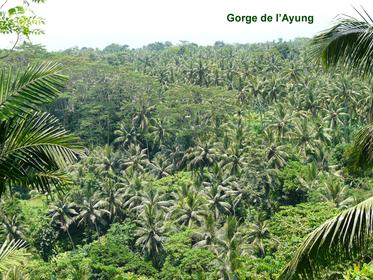 Ayung Gorge