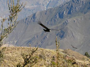 Cañón del Colca