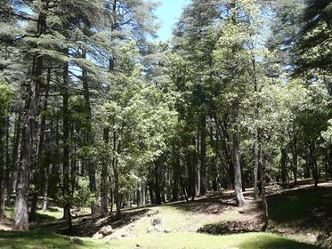 Cedar Forest