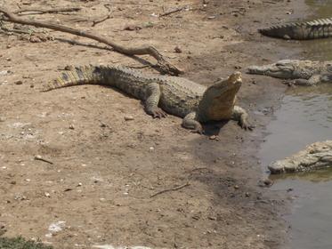 les crocodiles