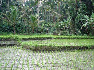 Rizières dans les environs de Ubud