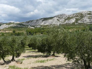 The Alpilles