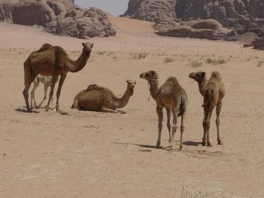 Wadi Rum