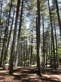 Cedar Forest