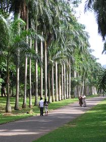Une allée du Jardin