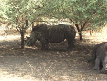 Les rhinocéros