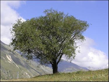 Solitude