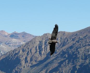 le vol du condor