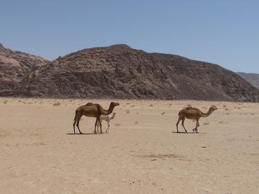 Wadi Rum