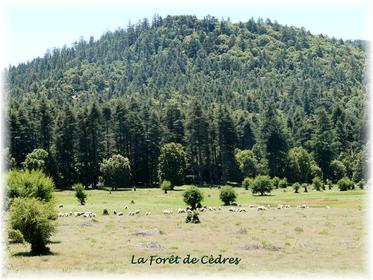 Cedar Forest