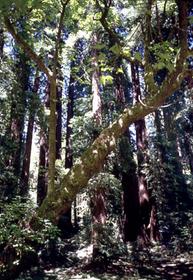 Muir Woods National Monument