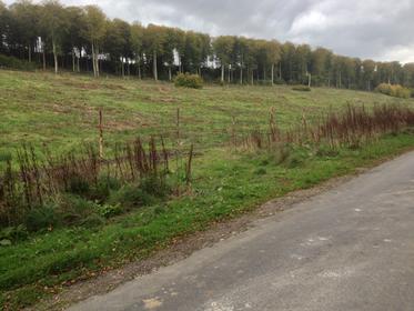 Forêt d'Eawy - Rue de la Plaine