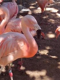 Zoo de La Palmyre