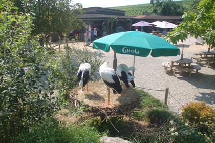 Stork and Otter Protection Centre