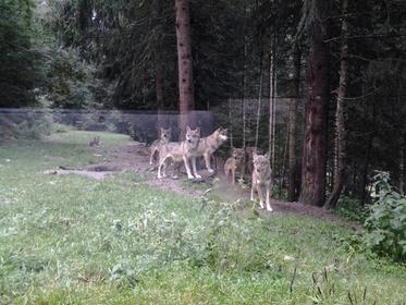 Alpha Wolf Park