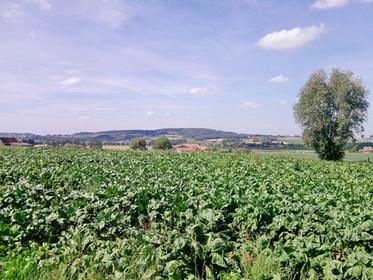 Kemmelberg (Mont Kemmel)