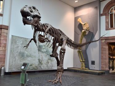Senckenberg Natural History Museum