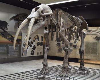 Senckenberg museum, Frankfurt.