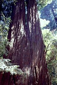 Muir Woods National Monument