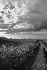 Lago di Massaciuccoli 1