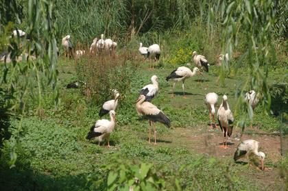 Stork and Otter Protection Centre
