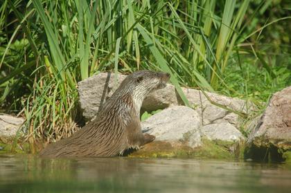 Stork and Otter Protection Centre
