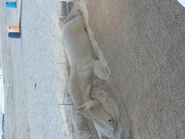 cheval de sable