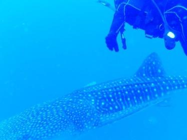 Whale Shark off Yomitan