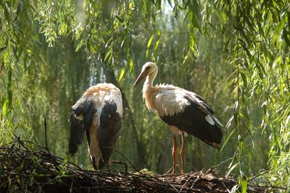Stork and Otter Protection Centre