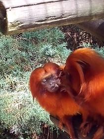Zoo de La Palmyre