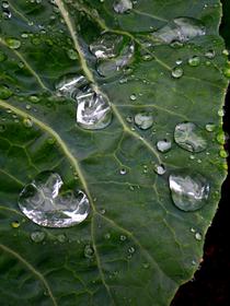 Je t'offrirai des perles de pluie....