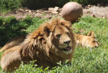 Mont Faron Zoo
