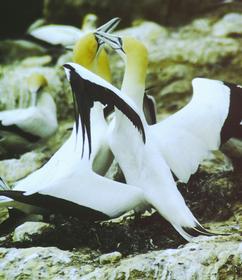 Loving Gannets