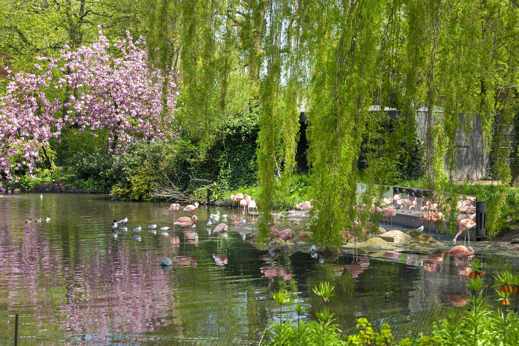 Zoologischer Garten Amsterdam zoologischer garten tourismus amsterdam viamichelin Zoologischer Garten Amsterdam zoologischer garten tourismus amsterdam viamichelin